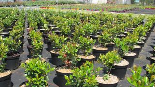La plateforme de vente en ligne ZÉRO PHYTO PRO propose à la vente diverses alternatives aux produits phytosanitaires, comme, par exemple, le paillage. © Pascal Fayolle La plateforme de vente en ligne ZÉRO PHYTO PRO propose à la vente diverses alternatives aux produits phytosanitaires, comme, par exemple, le paillage. © Pascal Fayolle